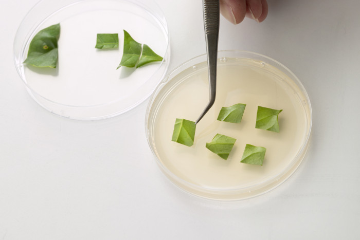 Die im Labor angelegten Zellkulturen einer Kaffeepflanze (Bild: VTT)